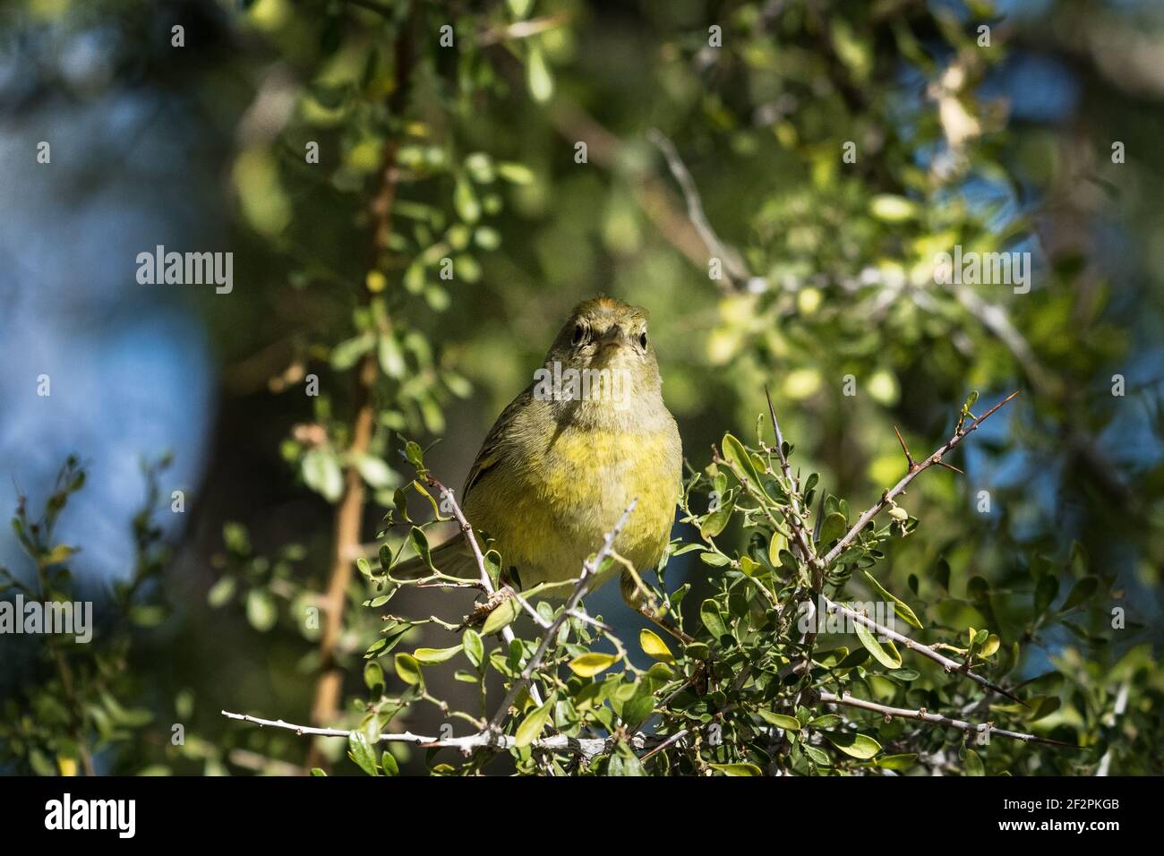 Ein orangekroniger Waldsänger, der in einem Graudornstrauch in einer Voliere des Arizona Sonoran Desert Museum nach Beeren pfuft. Stockfoto