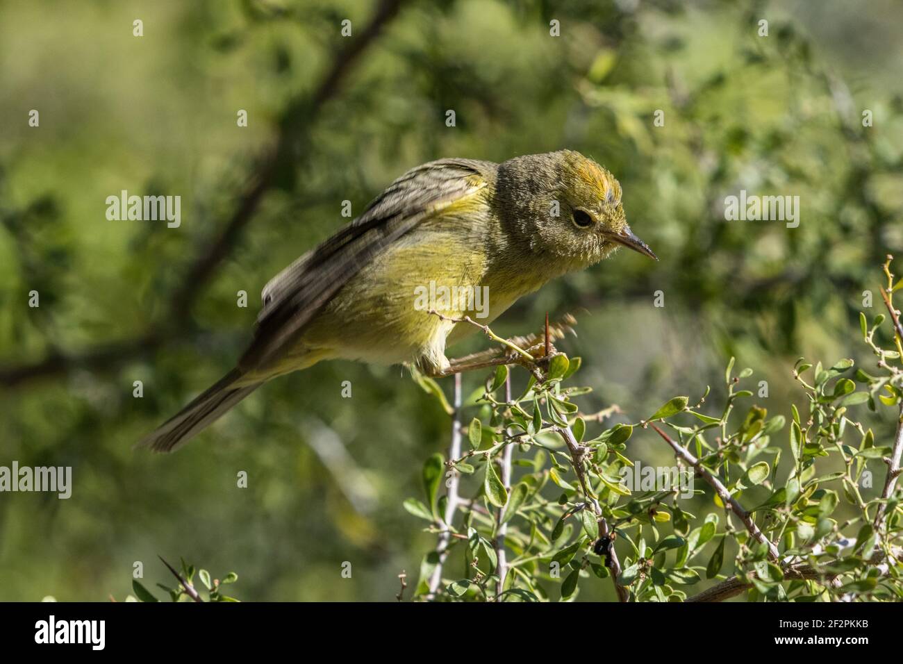 Ein orangekroniger Waldsänger, der in einem Graudornstrauch in einer Voliere des Arizona Sonoran Desert Museum nach Beeren pfuft. Stockfoto