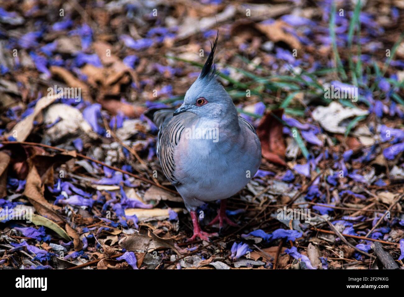 Die Crested Pigeon, Ocyphaps lophotes, ist ein sehr häufiger Vogel in den meisten Teilen Australiens. Stockfoto