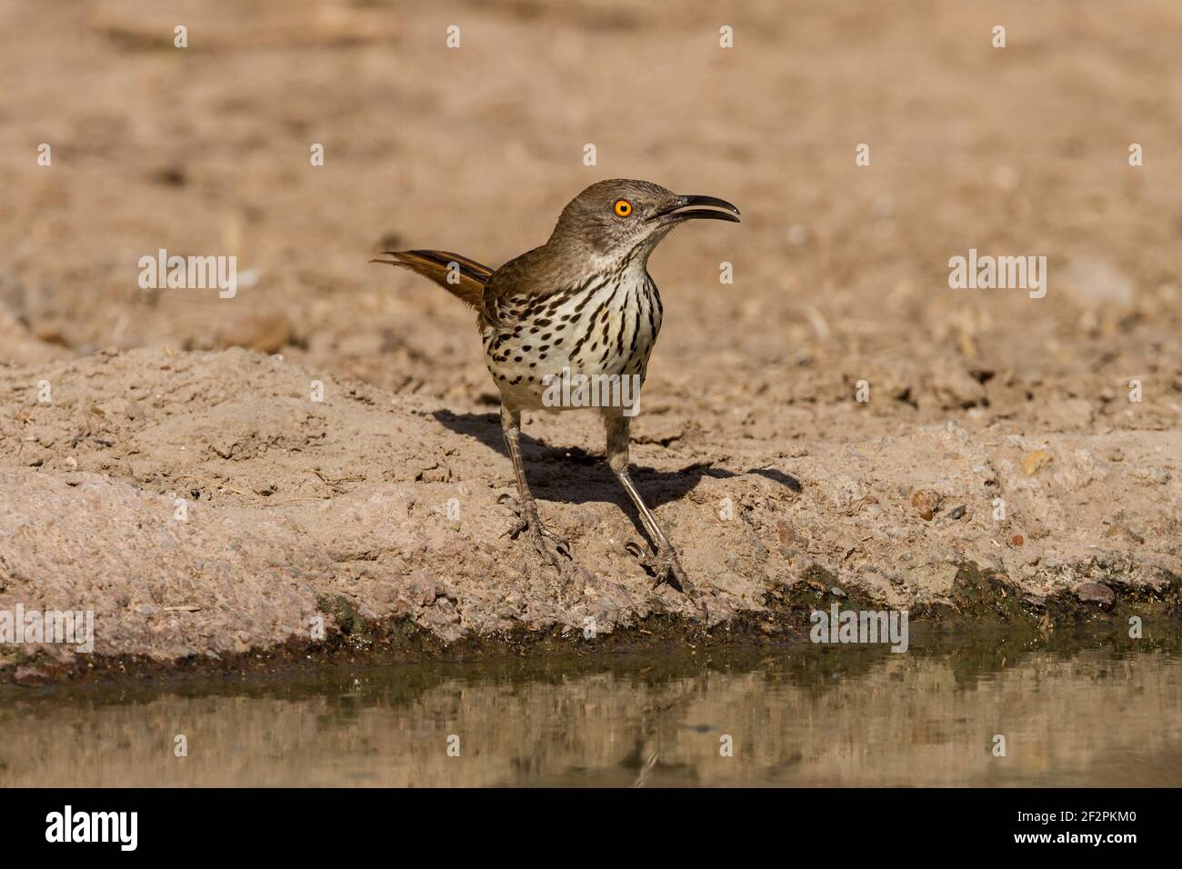 Long-billed Thrasher, Toxostoma longirostre, ist ein Bewohner von Süd-Texas und Ost-Mexiko. Stockfoto