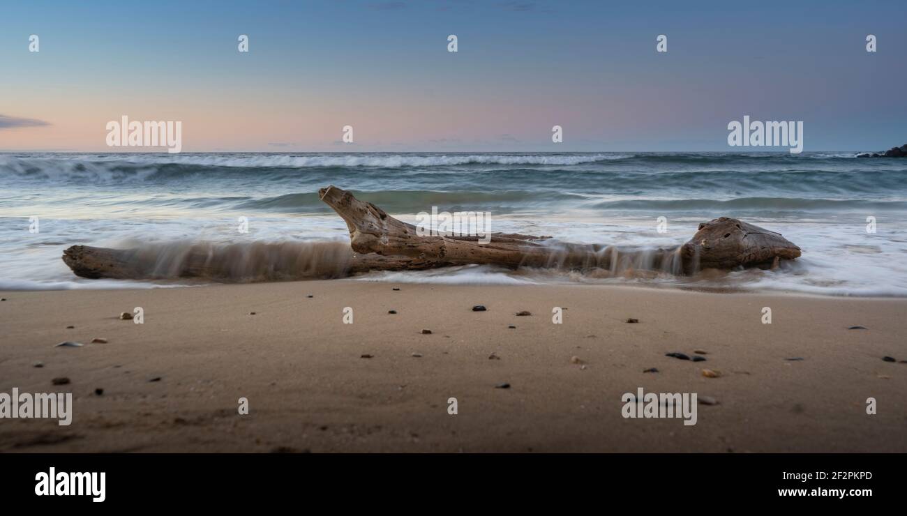 Wellen waschen sich über Treibholz am Strand Stockfoto