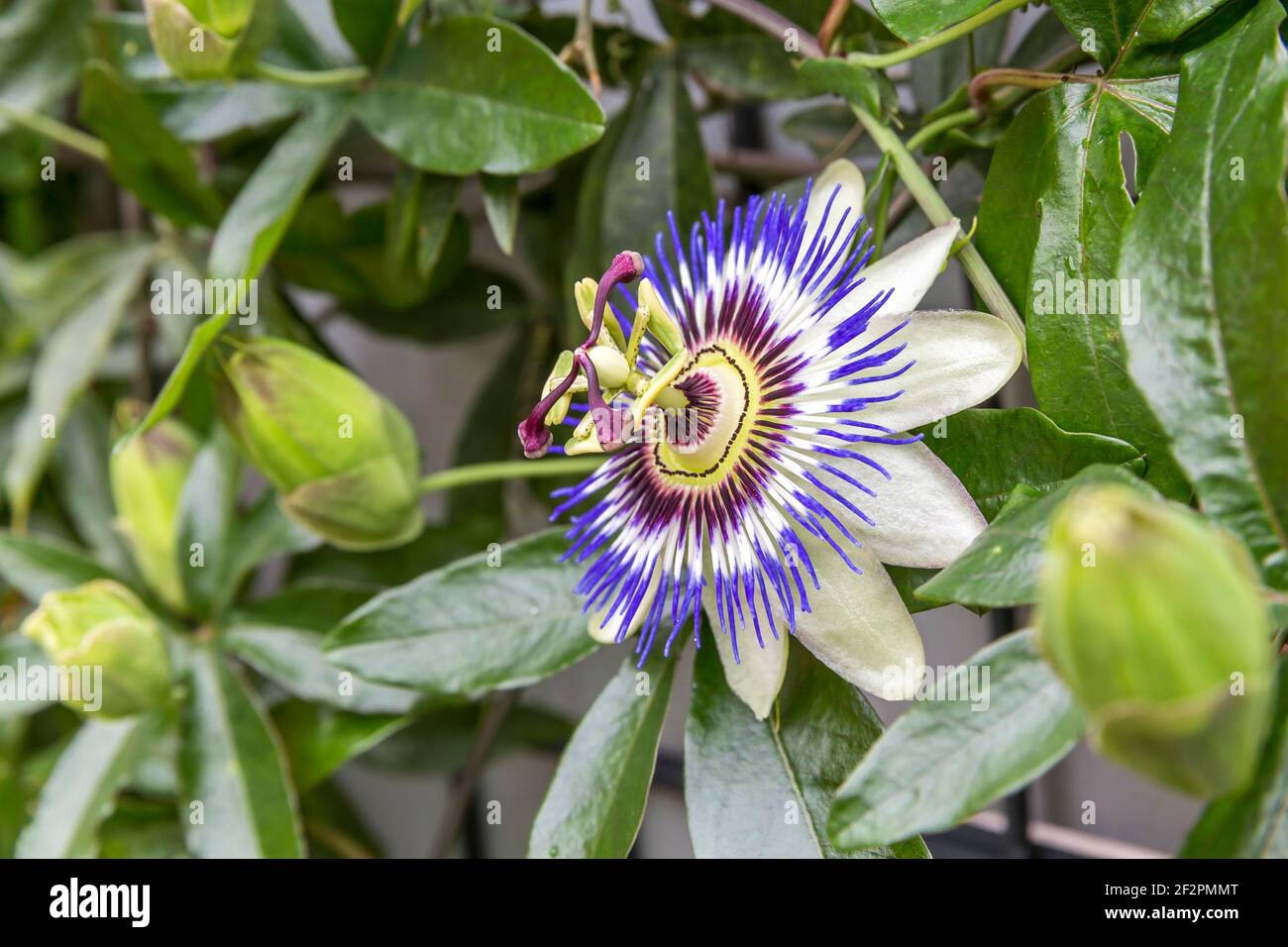 Blaue Passionsblume, (Passiflora caerulea), Ingolstadt, Bayern, Deutschland, Europa Stockfoto