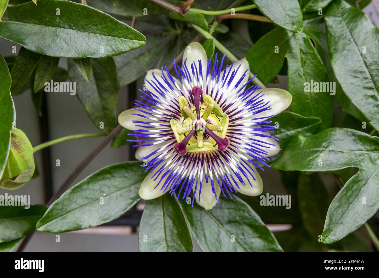 Blaue Passionsblume, (Passiflora caerulea), Ingolstadt, Bayern, Deutschland, Europa Stockfoto
