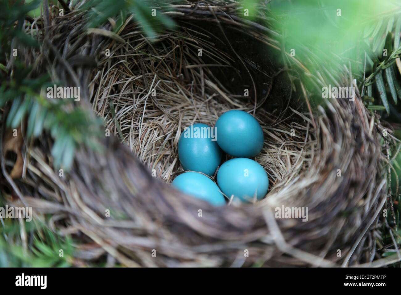 Vier wild ungeschlüpfte blaue oder cyan American Robin Vogeleier In einem schattigen Nest im Freien während eines warmen Frühlings Stockfoto