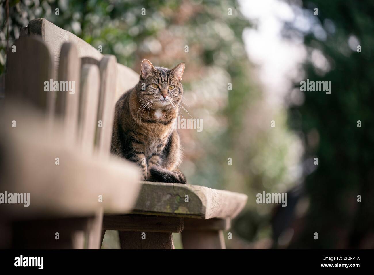 Tabby Katze sitzt auf Holzbank im Freien im Garten Beobachten des Bereichs Stockfoto