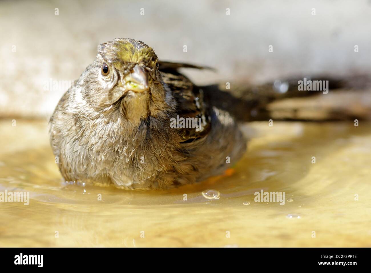 Unreifer Goldkronenspatzen im Vogelbad Springbrunnen Stockfoto