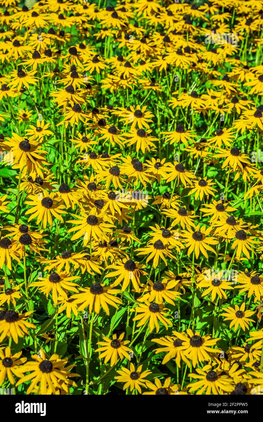 Gelbe Koneblume - Echinacea paradoxa Stockfoto