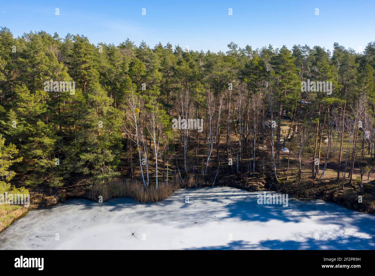 Deutschland, Sachsen-Anhalt, Plötzky, gefrorener Königsee, dahinter ein Wald mit Fichten. Stockfoto
