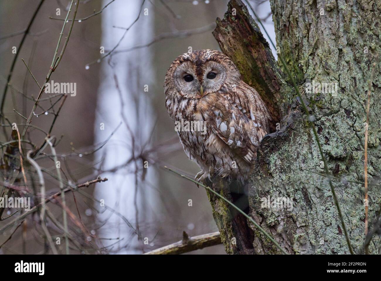 Waldkauz, Eule, Strix aluco Stockfoto