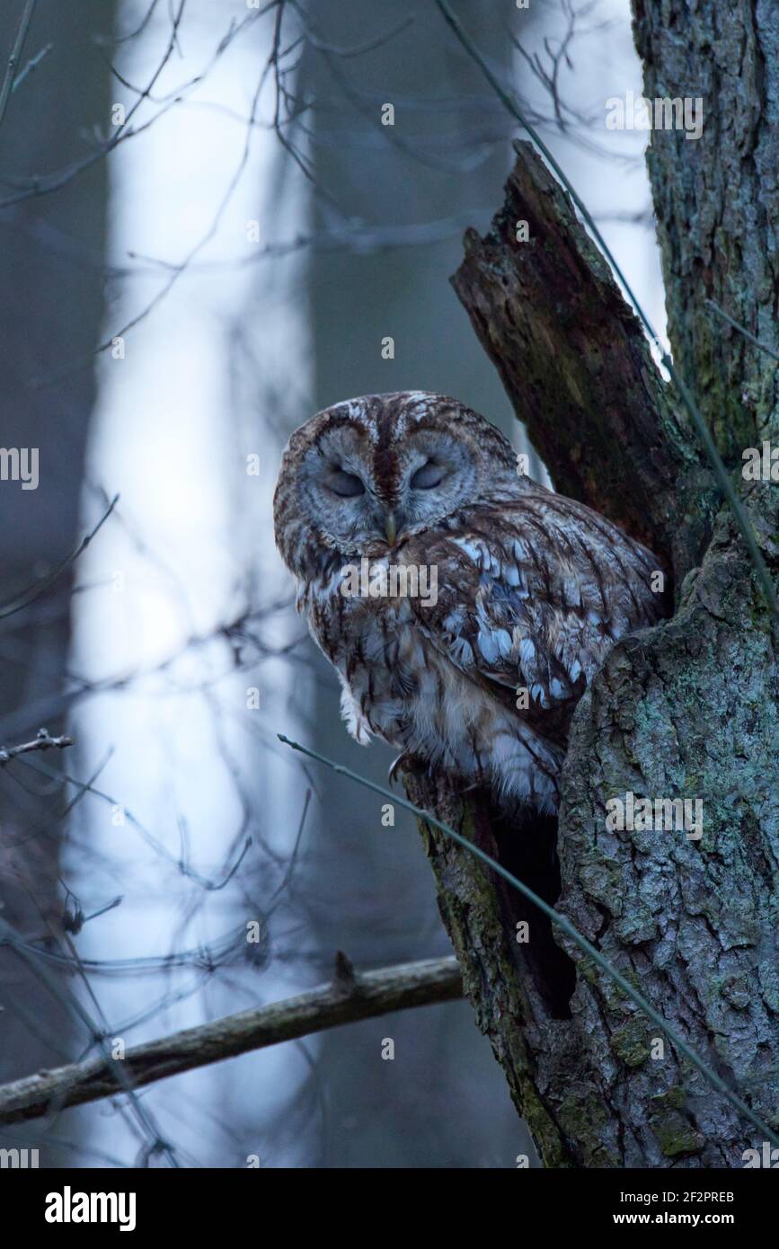 Waldkauz, Eule, Strix aluco Stockfoto