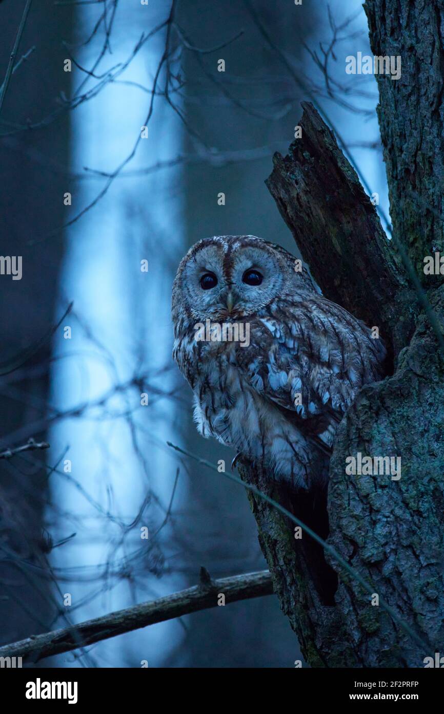 Waldkauz, Eule, Strix aluco Stockfoto