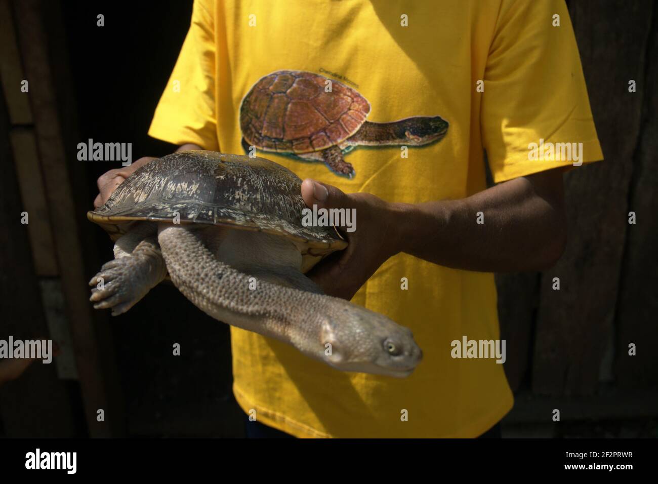 Ein Dorfbewohner zeigt seine Sammlung von einer Roten Insel endemischen Schlangenhalsschildkröte (Chelodina mccordi), die er in die Wildnis durch seinen eigenen Willen freilassen würde, nachdem er an einer Veranstaltung von Regierungsbeamten, die Schildkröten in Gefangenschaft gezüchtet wieder in einen geeigneten Lebensraum freigegeben teilgenommen hatte. Rote Insel, Indonesien. Stockfoto