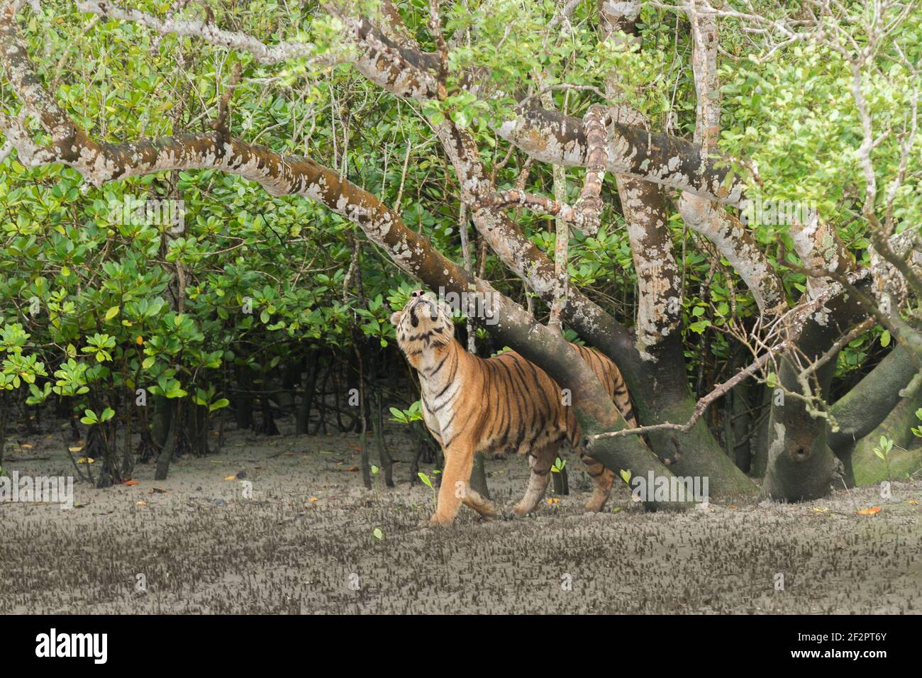 Dominanter Erwachsener männlicher Bengaltiger schnüffelt Baumstamm, um die Anwesenheit anderer Individuen im Sundarban Tiger Reserve, West Bengalen, Indien zu überprüfen Stockfoto
