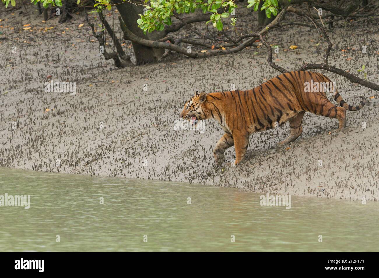 Dominanter erwachsener männlicher Bengaltiger schnarlt und geht das Schlammflat hinunter in Richtung Wasser im Kanal bei Sundarban Tiger Reserve, Westbengalen, Indien Stockfoto