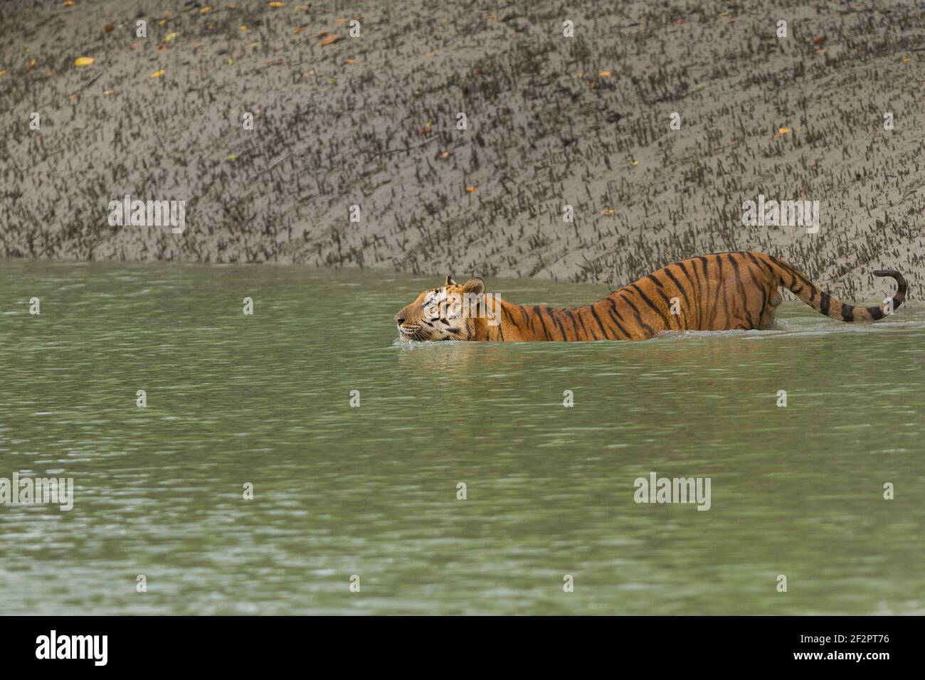 Dominanter erwachsener männlicher bengalischer Tiger, der in das Wasser des schmalen Kanals bei Sundarban Tiger Reserve, Westbengalen, Indien hinunter kommt Stockfoto