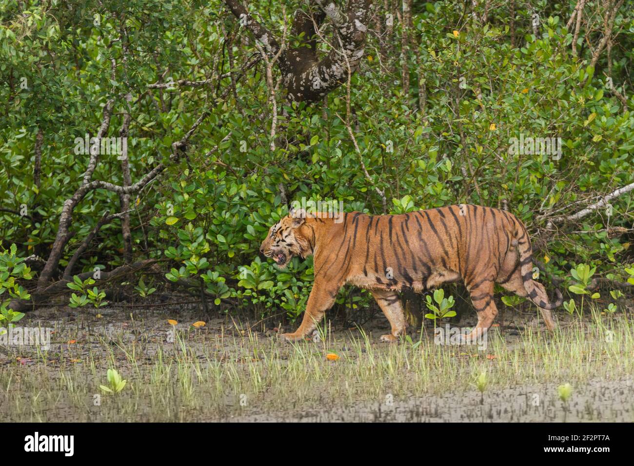 Dominanter erwachsener männlicher Bengaltiger, der außerhalb des dichten Waldes am Flussufer am Sundarban Tiger Reserve, Westbengalen, Indien, läuft Stockfoto