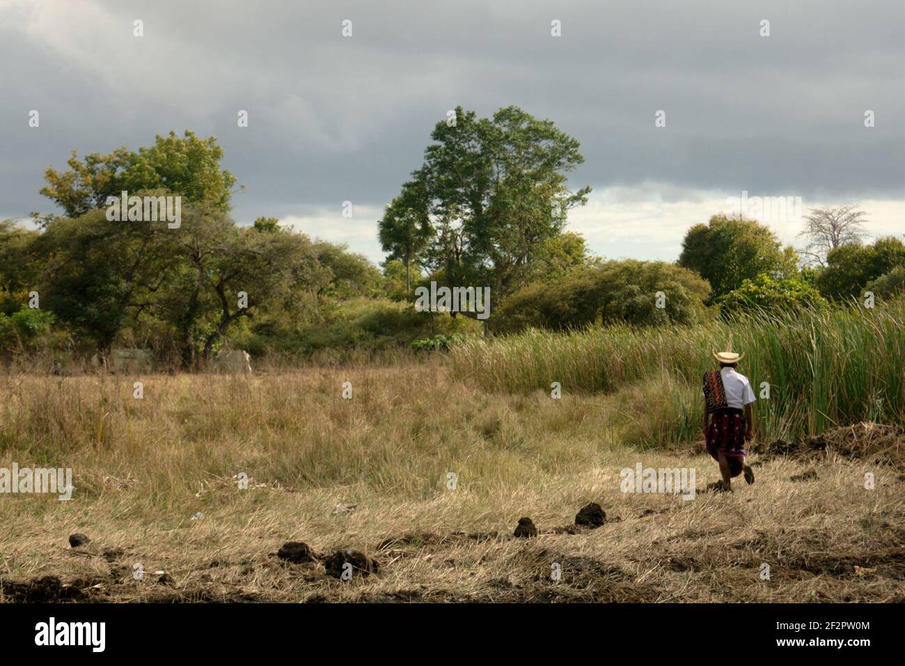 Ein Mann in der traditionellen Kleidung der Roten Insel, der auf dem Grasland zu einem Wald in der Roten Insel, Ost-Nusa Tenggara, Indonesien, geht. Stockfoto