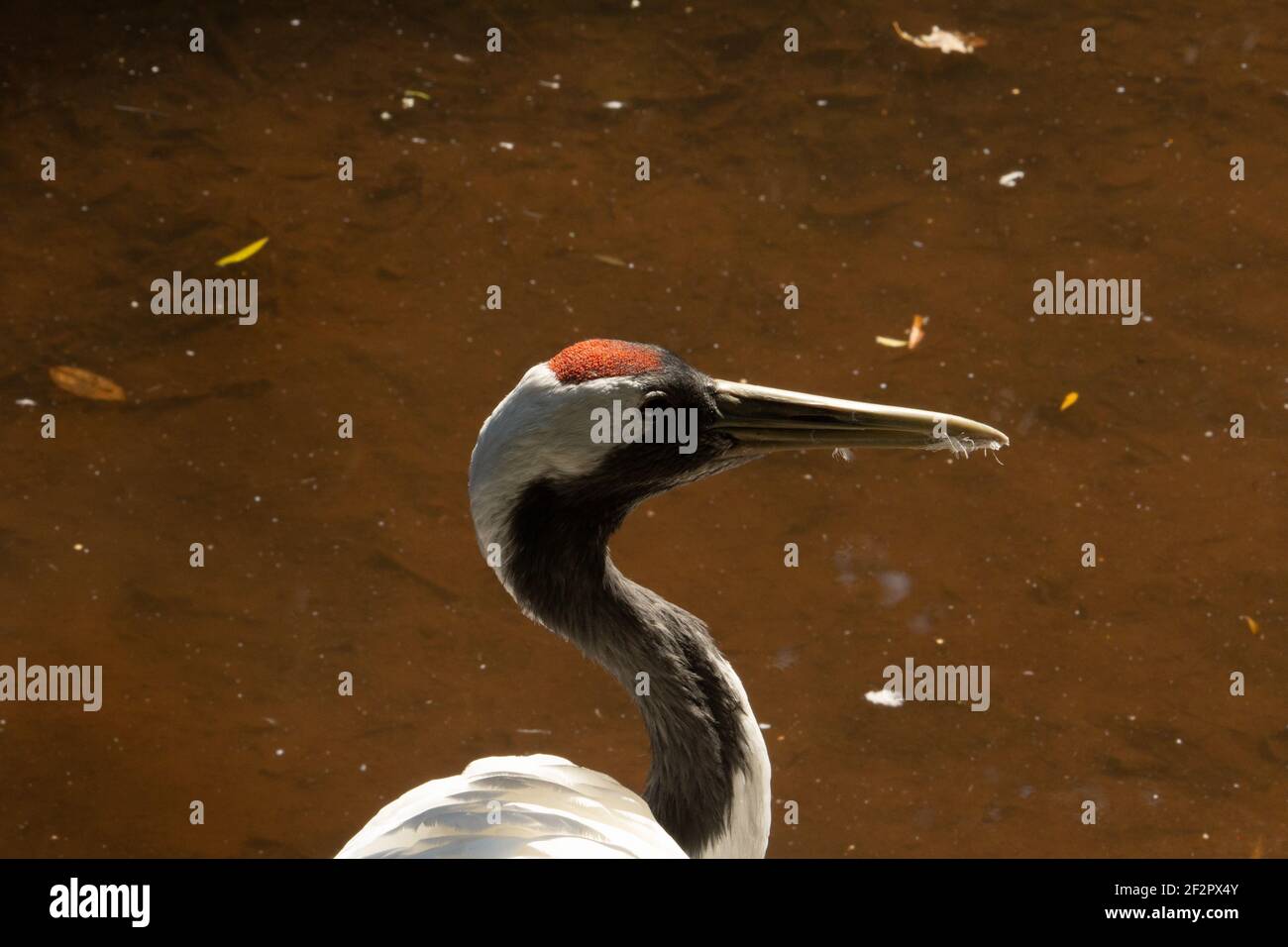 Rotkronenkran (Grus japonensis) Ein erwachsener rot gekrönter Kranich mit dunkelbraunem Hintergrund Stockfoto