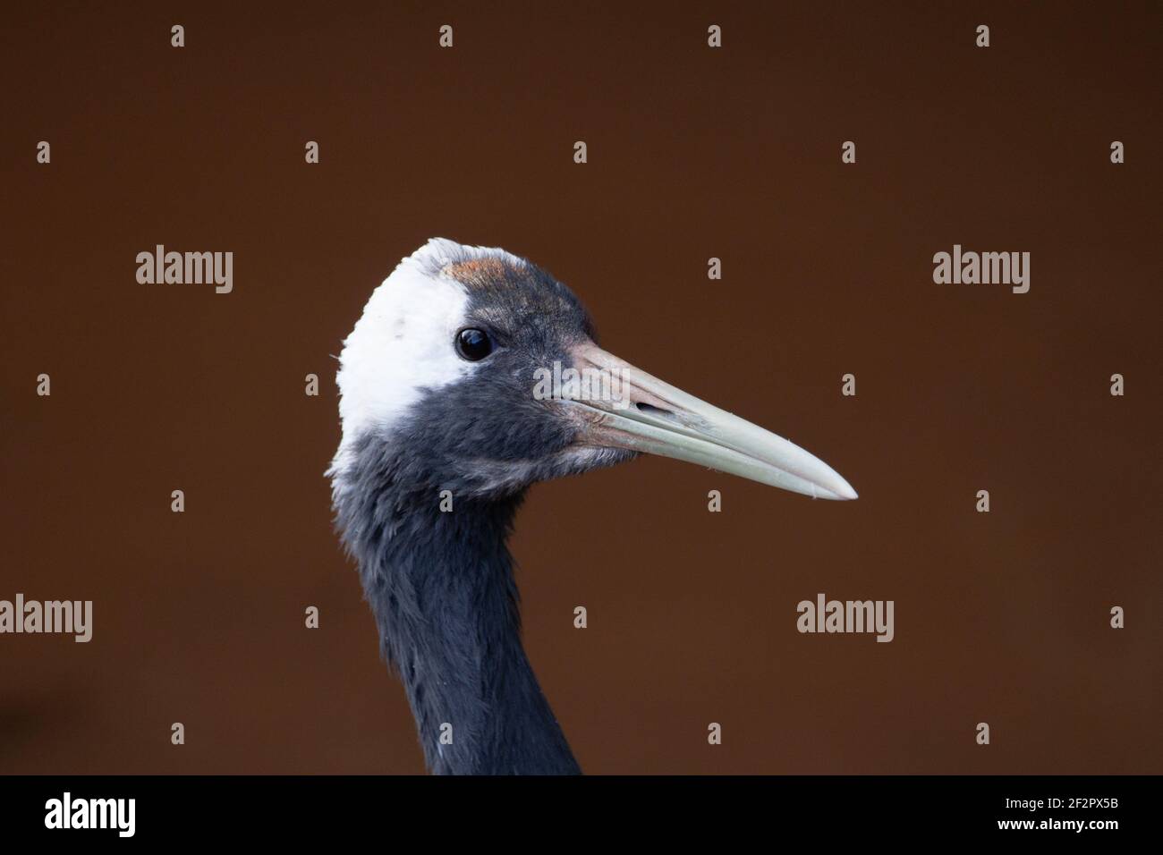 Rotkronenkran (Grus japonensis) Kopfprofil eines rot gekrönten Krans mit einem natürlichen Dunkelroter Hintergrund Stockfoto