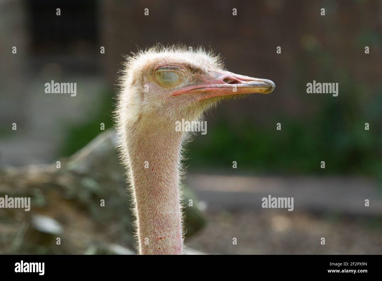 Strauß mit rotem Hals (Struthio camelus camelus) Ein einzelner Erwachsener rot Hals Strauß mit einem natürlichen Hintergrund Stockfoto