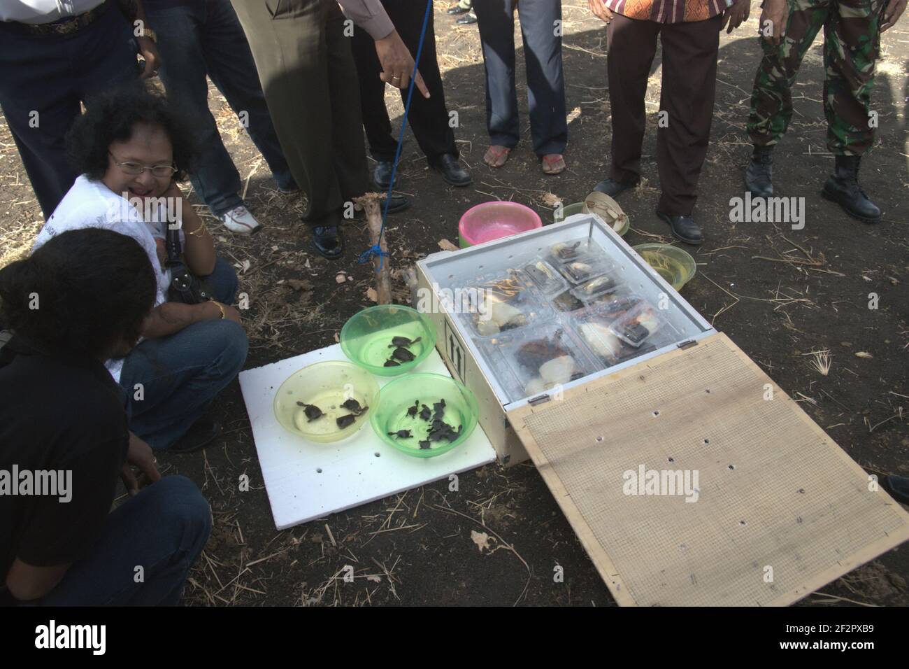 Ein Arbeiter eines Unternehmens, ein offizieller Züchter der endemischen Schlangenhalsschildkröte der Roten Insel (Chelodina mccordi), ist dabei, die Schildkröten vor einer feierlichen Veranstaltung auszupacken, um die vom Aussterben bedrohten Arten in den Peto-See im Dorf Maubesi, Rote Insel, Indonesien, zu entlassen. Stockfoto