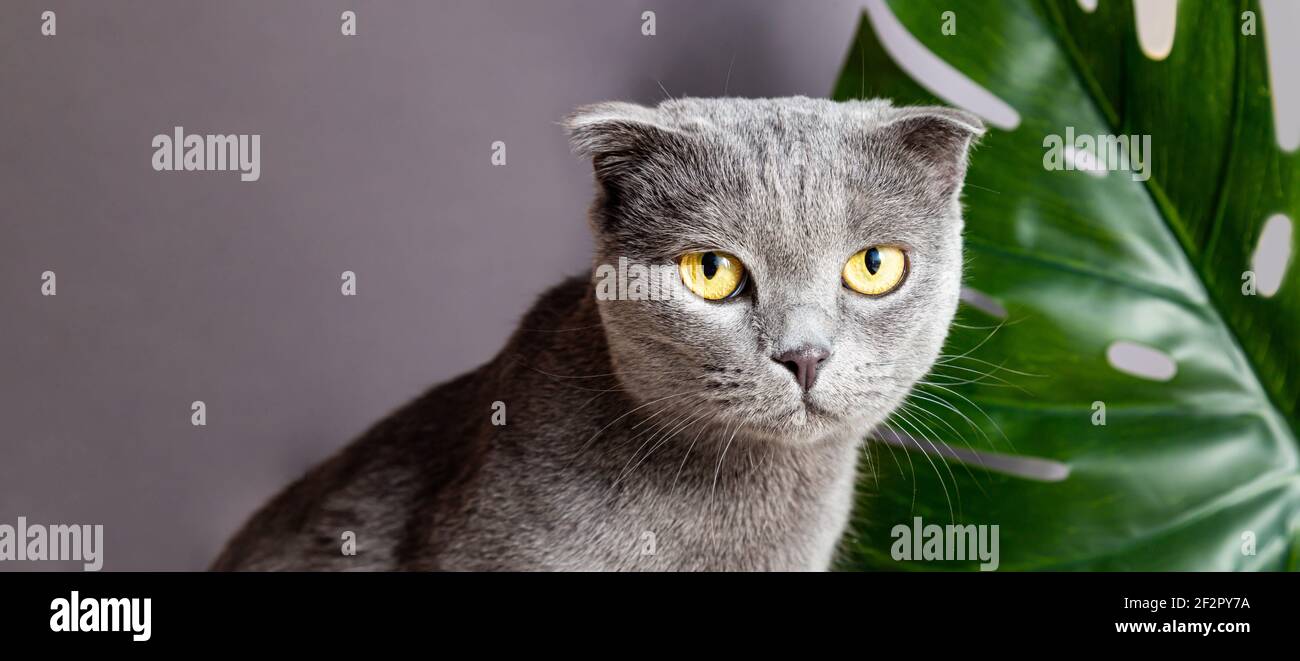 Niedliche graue Katze der britischen Rasse auf dem Hintergrund eines  Monstera Palmblatt schaut auf die Kamera. PET-Hochformat Stockfotografie -  Alamy