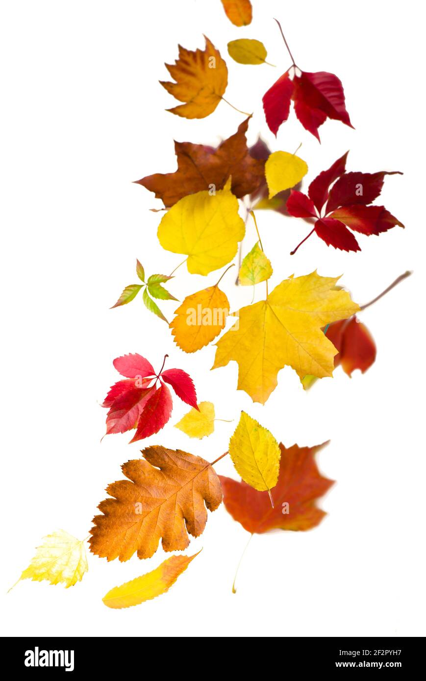 Ahorn Herbstblätter fallen zu Boden, auf weißem Hintergrund Stockfoto