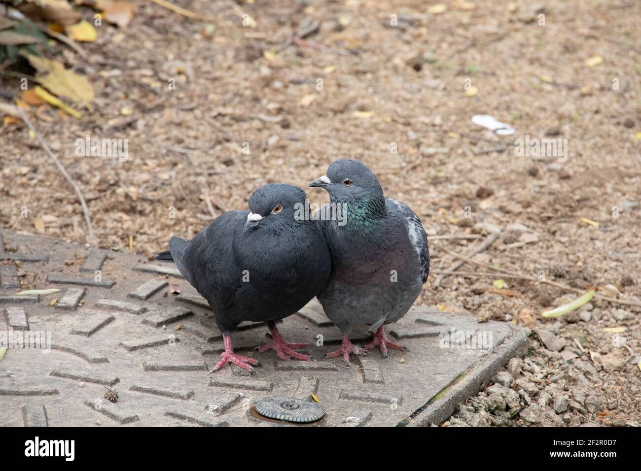 Nahaufnahme der Taube im Naturpark Garten Stockfoto