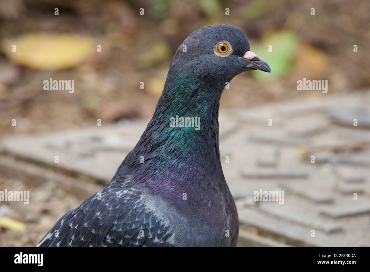 Nahaufnahme der Taube im Naturpark Garten Stockfoto