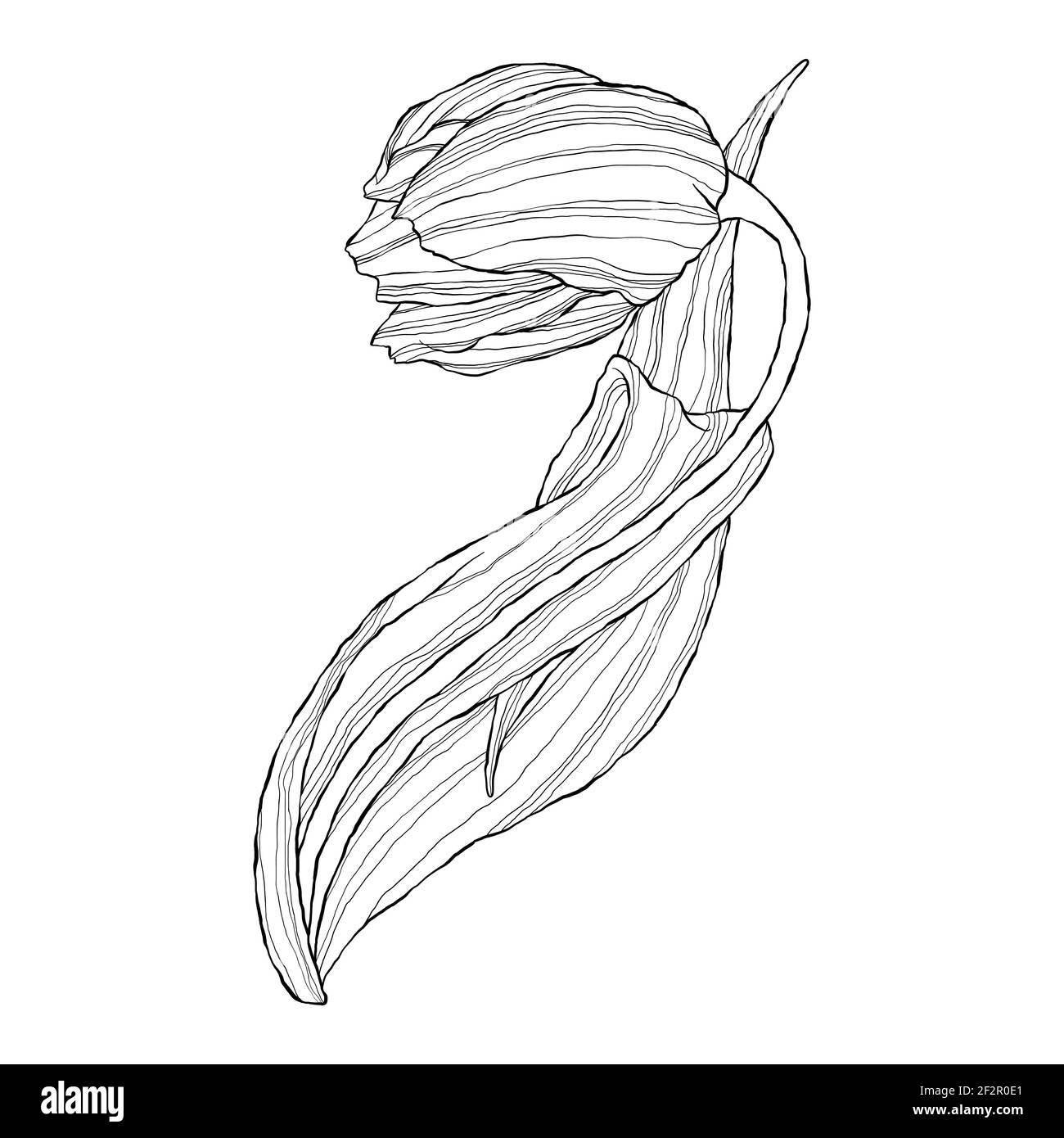 Einzeilige Tulpe im flachen Cartoon-Stil. Wildfrühling Wildblume mit Blatt in Umriss-Stil. Symbol für Frauentag und Muttertag. Stock Vektor