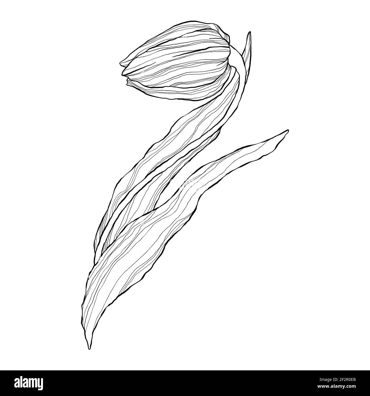 Einzeilige Tulpe im flachen Cartoon-Stil. Wildfrühling Wildblume mit Blatt in Umriss-Stil. Symbol für Frauentag und Muttertag. Stock Vektor