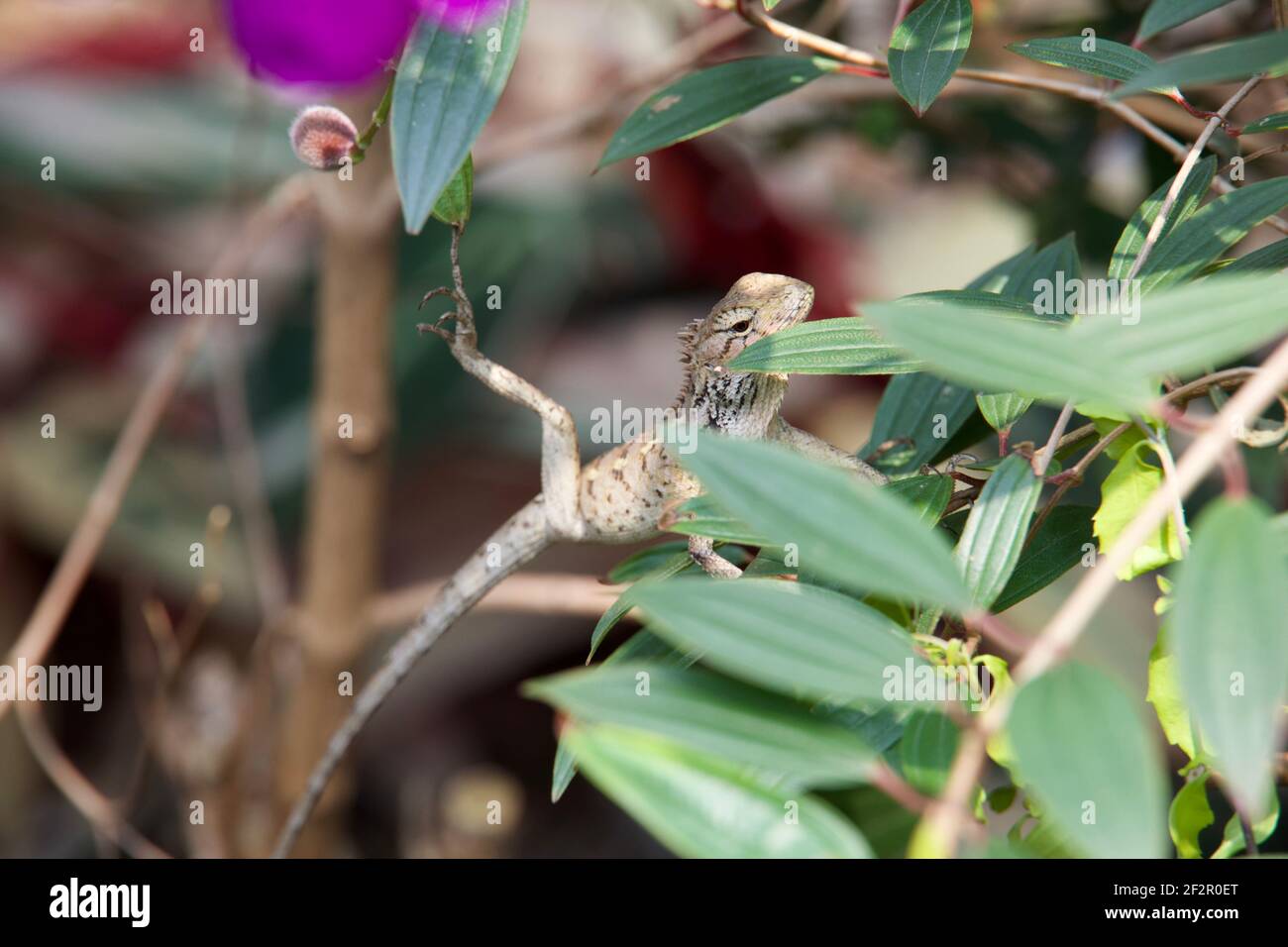 Eidechse im Felsengarten Stockfoto