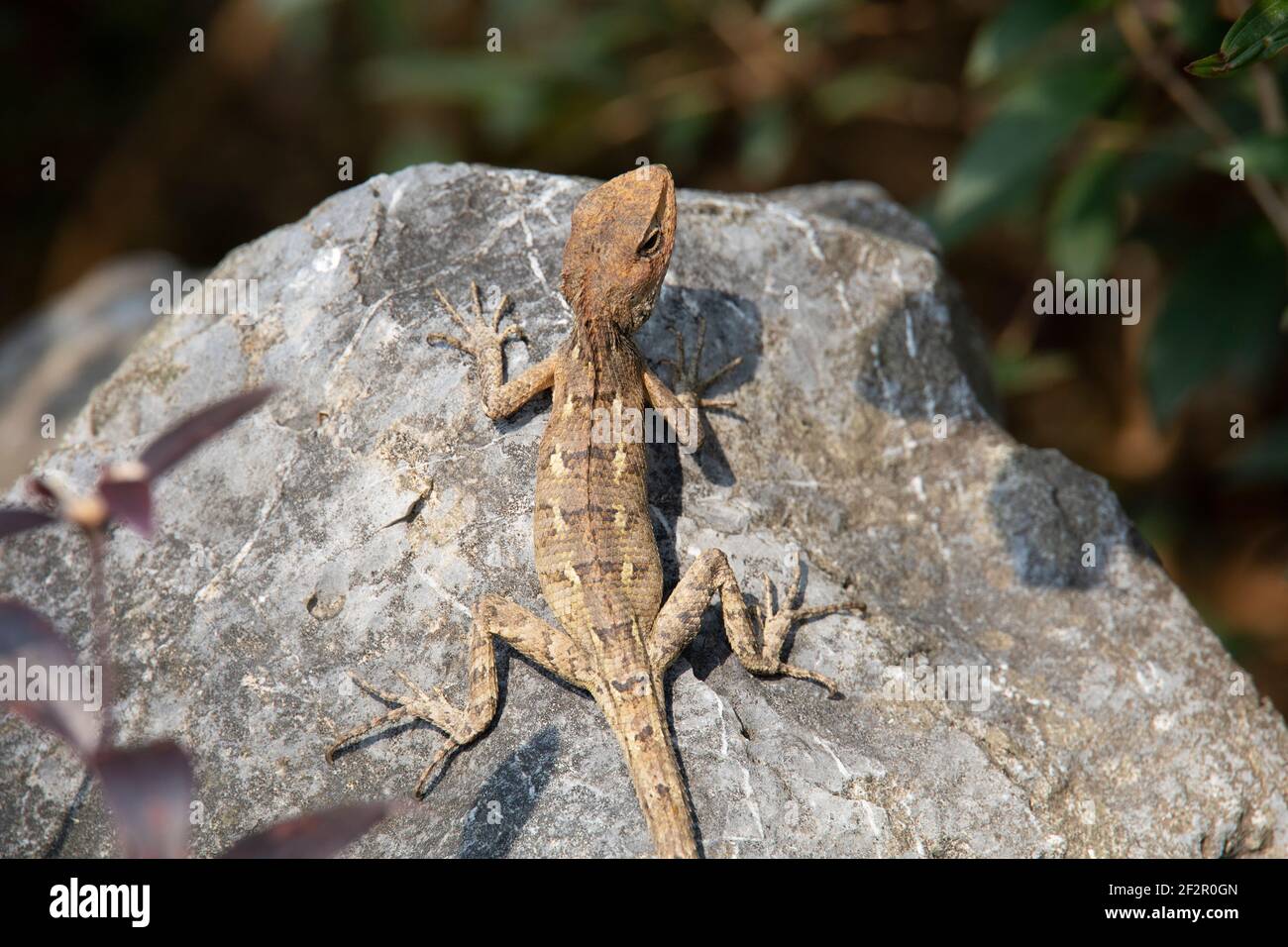 Eidechse im Felsengarten Stockfoto