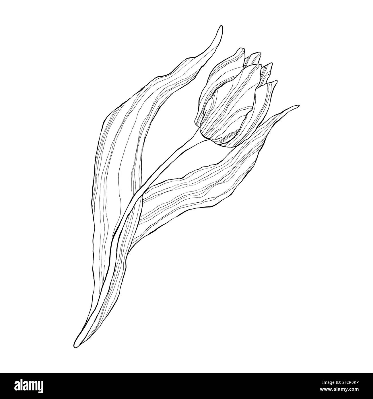 Einzeilige Tulpe im flachen Cartoon-Stil. Wildfrühling Wildblume mit Blatt in Umriss-Stil. Symbol für Frauentag und Muttertag. Stock Vektor