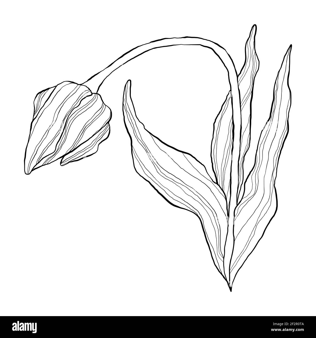 Einzeilige Tulpe im flachen Cartoon-Stil. Wildfrühling Wildblume mit Blatt in Umriss-Stil. Symbol für Frauentag und Muttertag. Stock Vektor