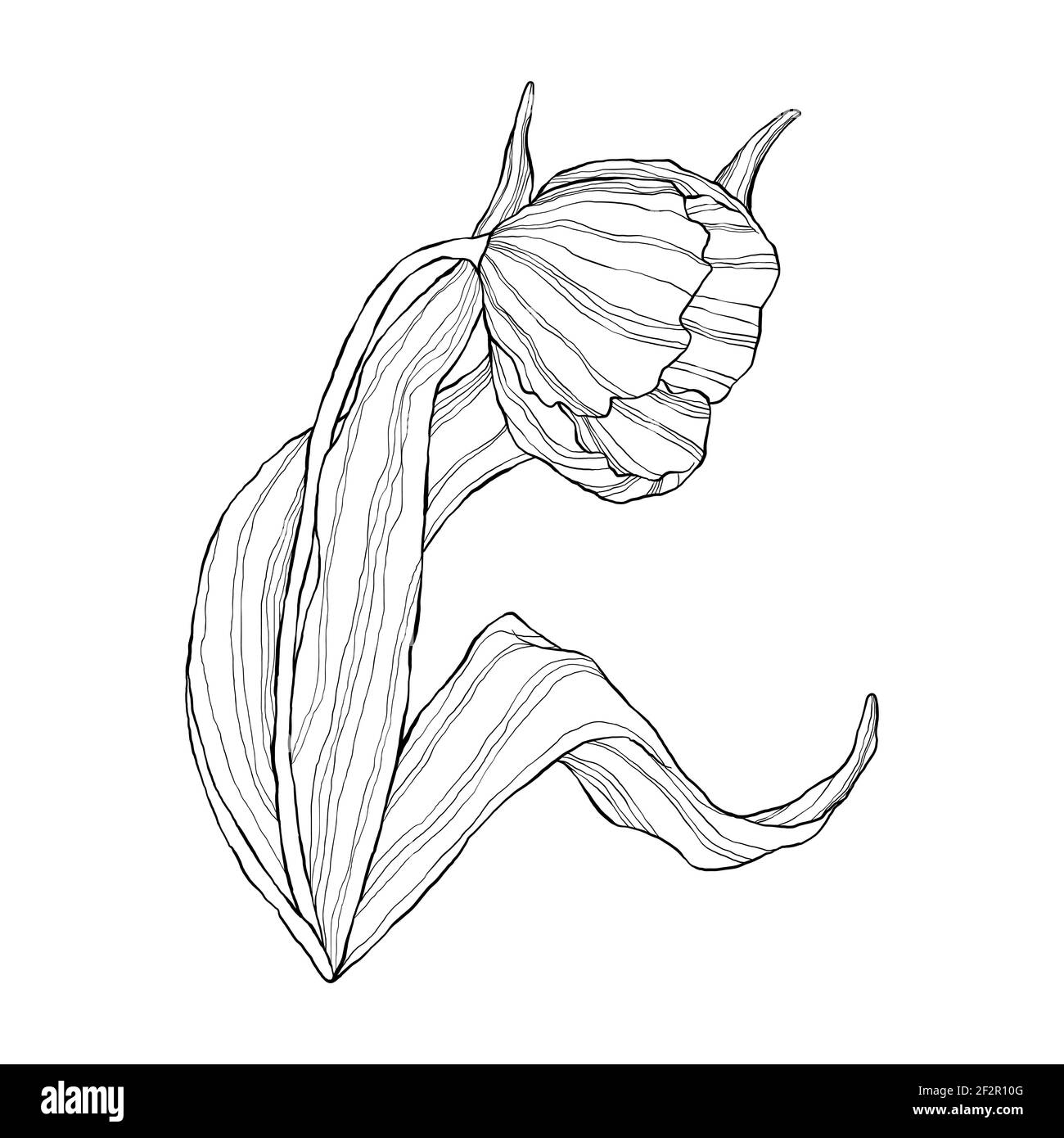 Einzeilige Tulpe im flachen Cartoon-Stil. Wildfrühling Wildblume mit Blatt in Umriss-Stil. Symbol für Frauentag und Muttertag. Stock Vektor