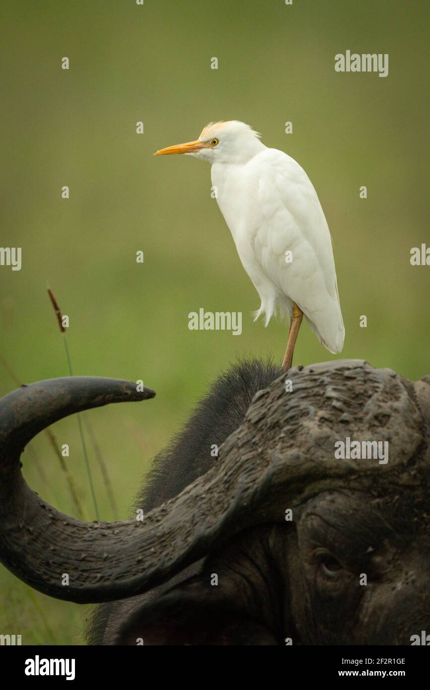 Kuhreiher, der auf dem Kopf des Büffels steht Stockfoto