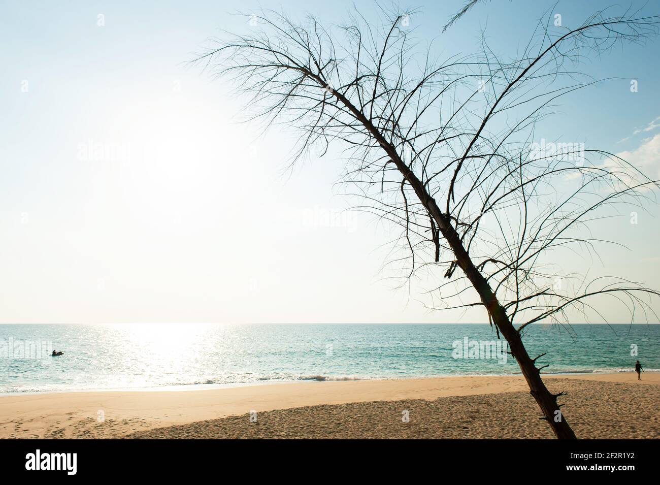 Tropisches Meer im sonnigen Sommer. Zwei Touristen Sonnenbaden am Strand, Kajakfahren im Meer. Abstrakte Form von getrockneten Kiefern. Tai Muang Beach, Thailand. Stockfoto