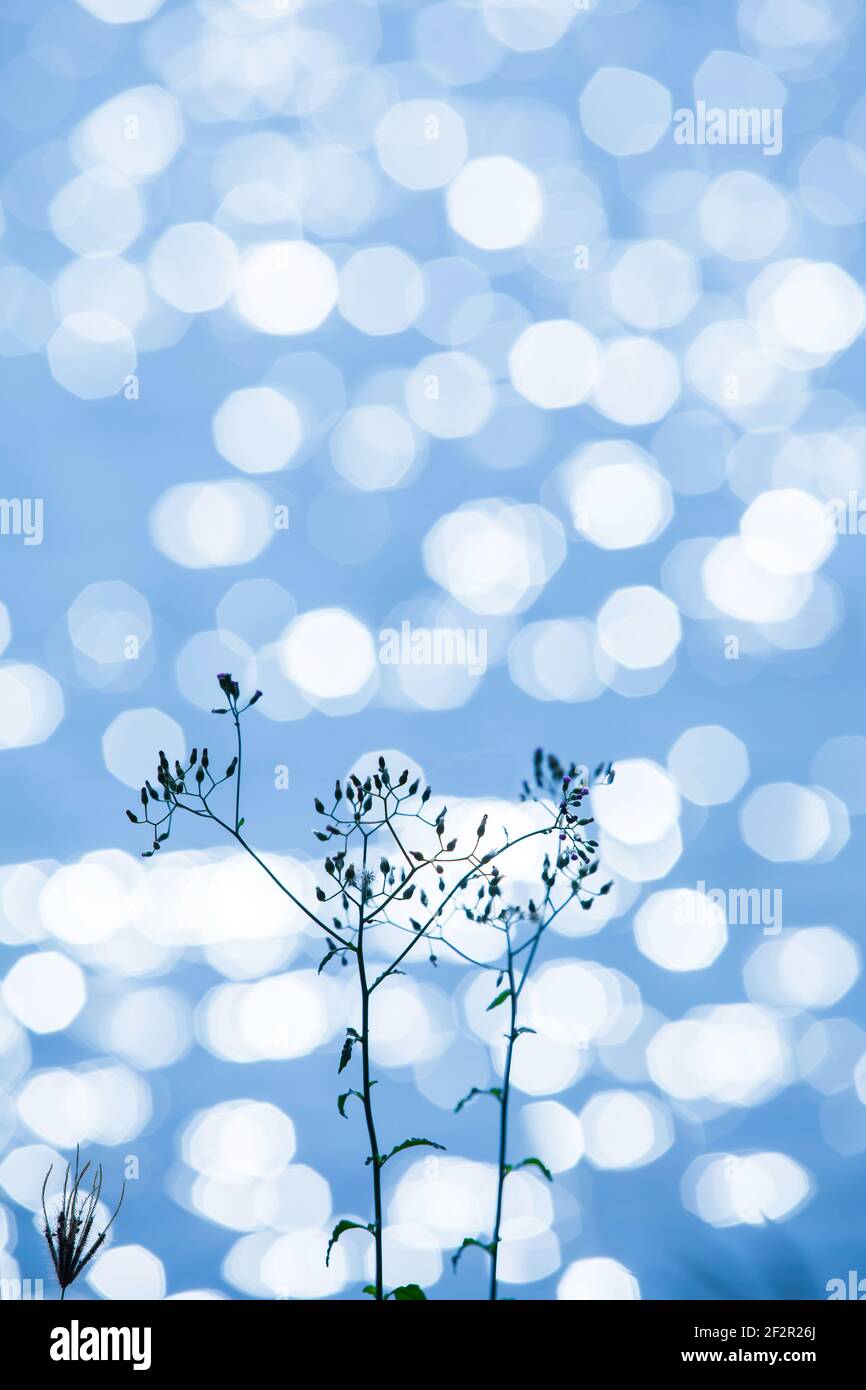 Abstrakte Oberfläche eines Sees mit Blumen am Frühlingsmorgen. Hell und leuchtend funkelnden, glitzernden Silber Bokeh auf der Oberfläche des blauen Wassers. Nahaufnahme. Stockfoto