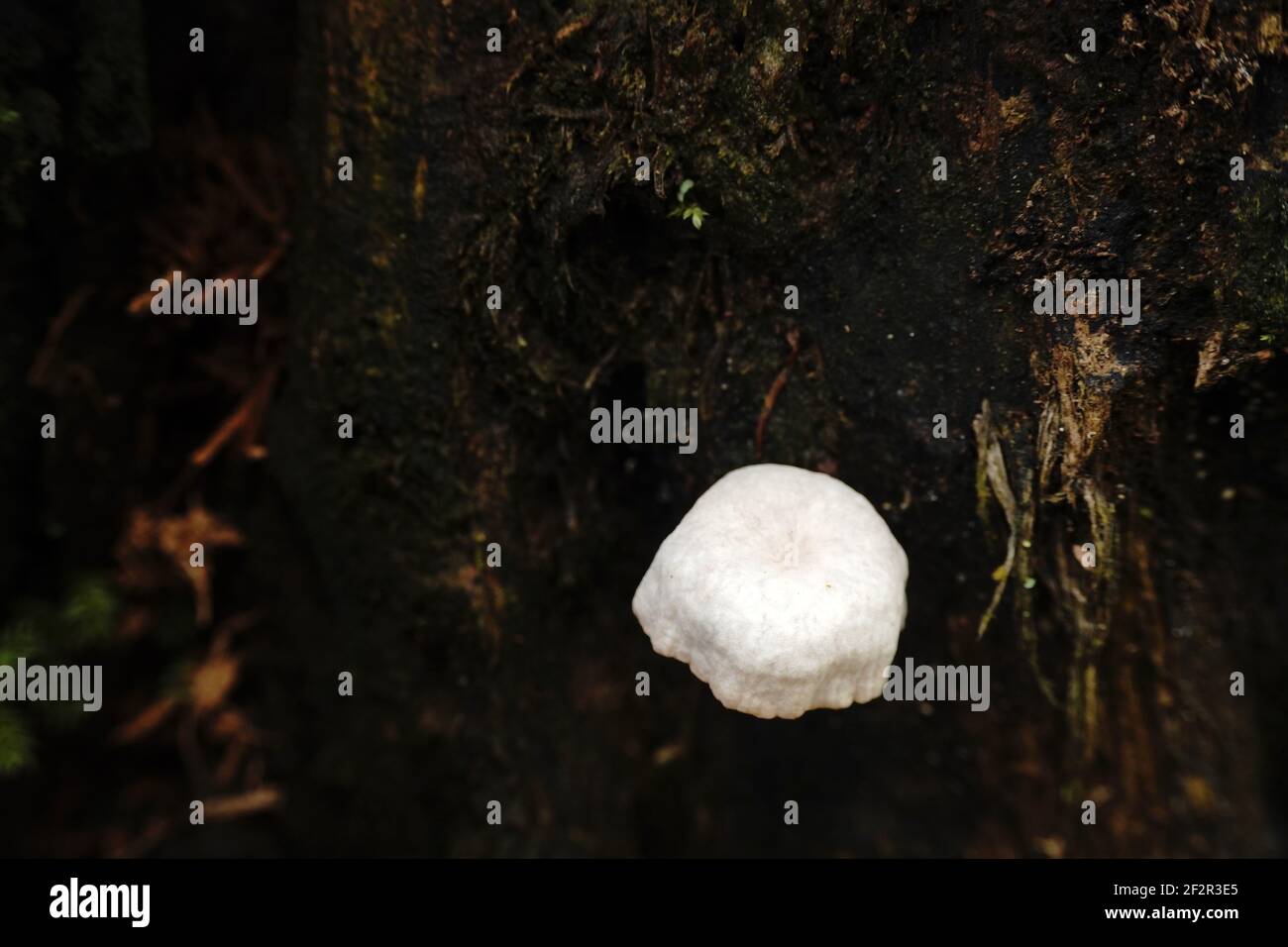 Eine Nahaufnahme einer weißen Pilzkappe auf einem Unscharfer Hintergrund Stockfoto