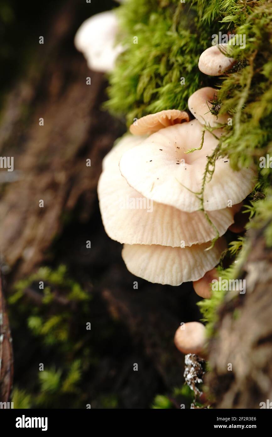 Eine vertikale Aufnahme von weißen Pilzkappen auf einem verschwommen Hintergrund Stockfoto