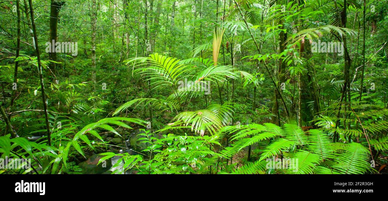 Reiner tropischer Wald am Regenmorgen, üppiges Laub von Pflanzen und wilden Bäumen, glänzende Farnblätter und Palmen. Stockfoto