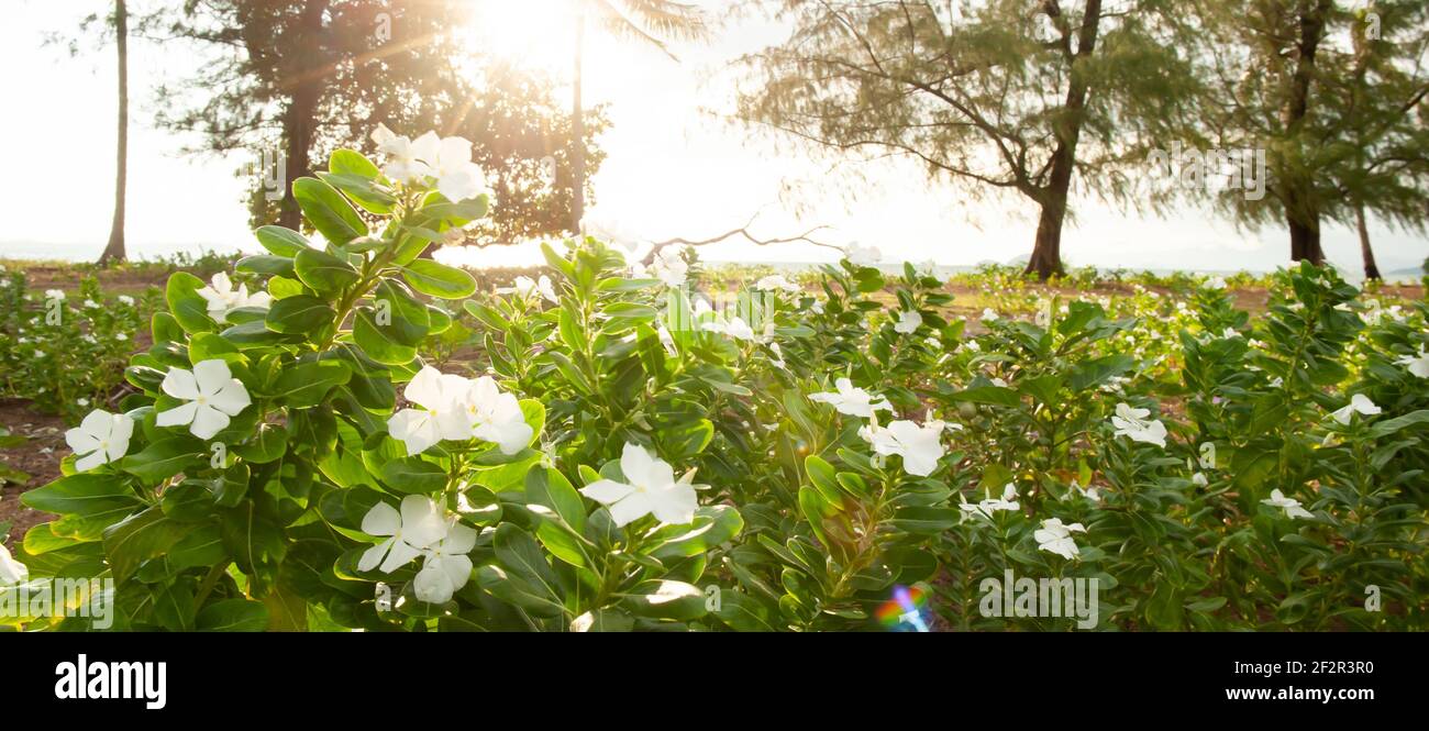 Glühender Sonnenuntergang, der durch Palmen auf weißem Blumenfeld am Meer scheint, blühende Wildblumen auf der tropischen Insel. Koh Mak Island, Thailand. Stockfoto