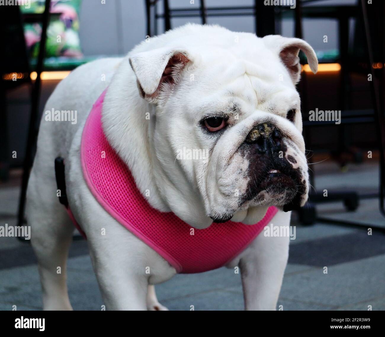 Mürrische weiße weibliche britische Bulldogge in rosa Weste mit Kamera Stockfoto