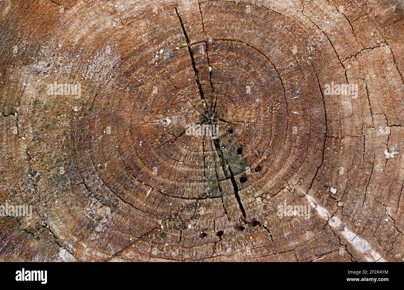 Roter Stumpf. Stump Textur von roten Holz Baum vintage Hintergrund. Alte rissige rote Holzstruktur. Stockfoto