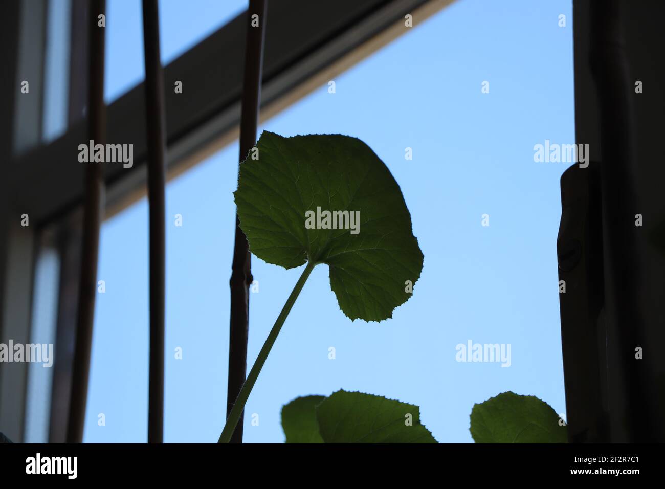 Innenbelaubung mit leuchtenden Farben Stockfoto