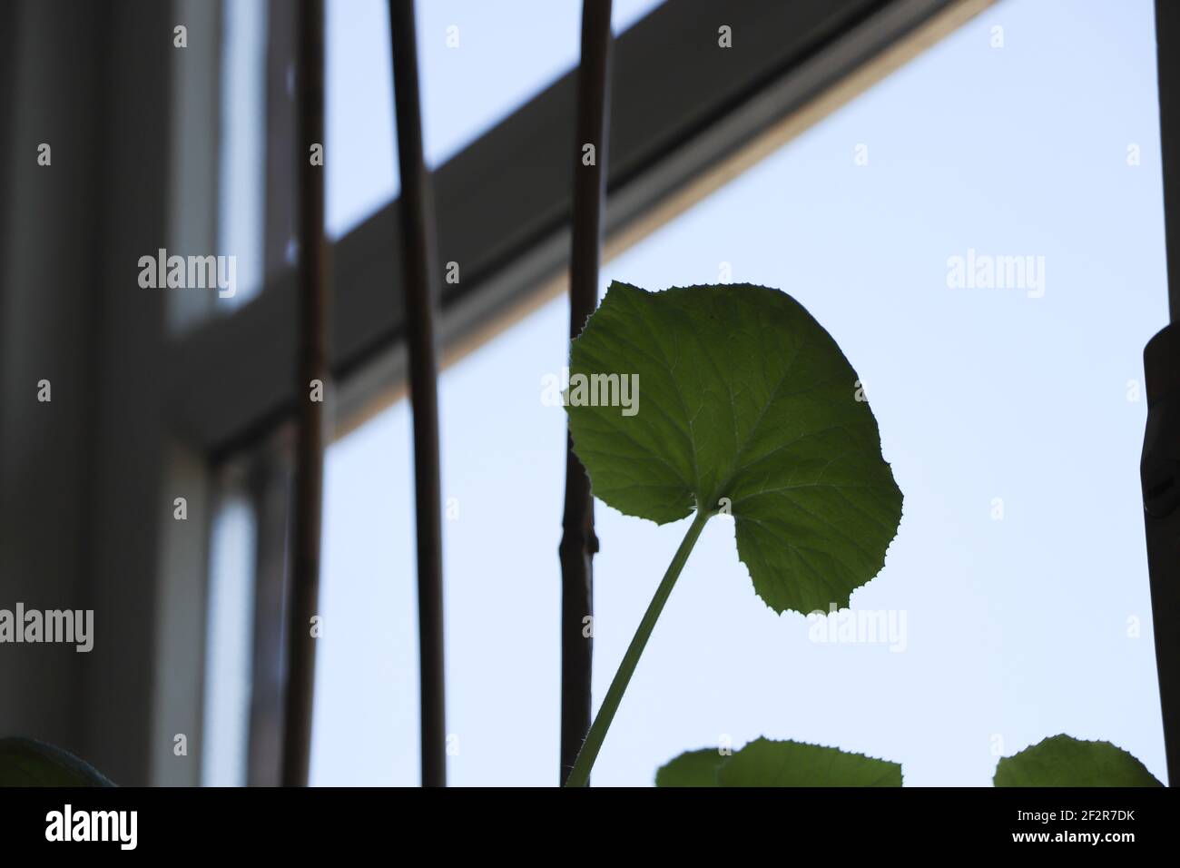 Innenbelaubung mit leuchtenden Farben Stockfoto