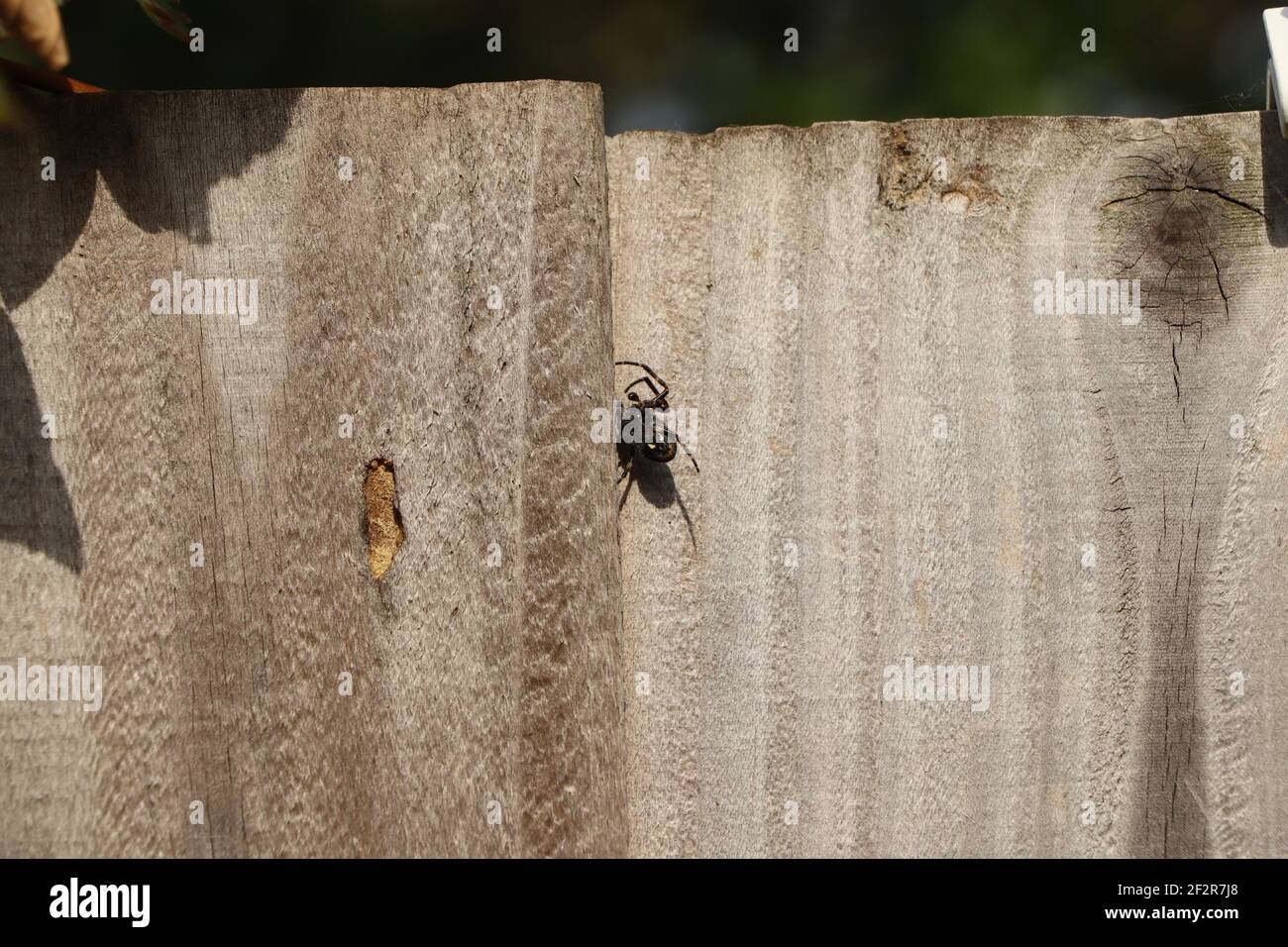 Spinne kriecht die Seite einer Wand hoch Stockfoto