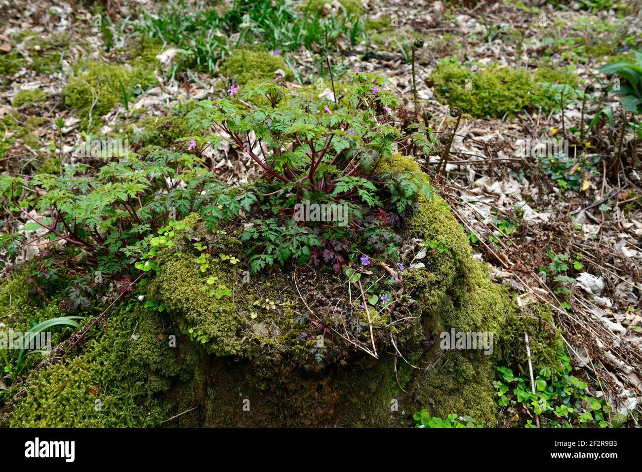 geranie wächst in alten Baumstumpf, Wildblume, Wildblumen, wachsen, Wachstum, regenerieren, Zerfall, zersetzen, Moos bedeckten Baumstumpf, Holz, Wald, Waldgarde Stockfoto