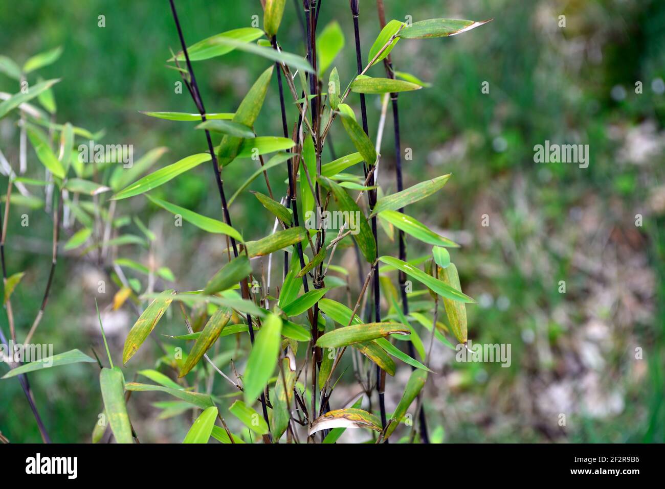 Fargesia demissa Gerry, schwarzer Fargesia Bambus, Bambus, Bambus, grne  Bltter, grnes Laub, dunkelschwarze Stcke, Stock, Stamm, Stiele,  gestielt, Keule, Keulen, Stiele, RM F Stockfotografie - Alamy